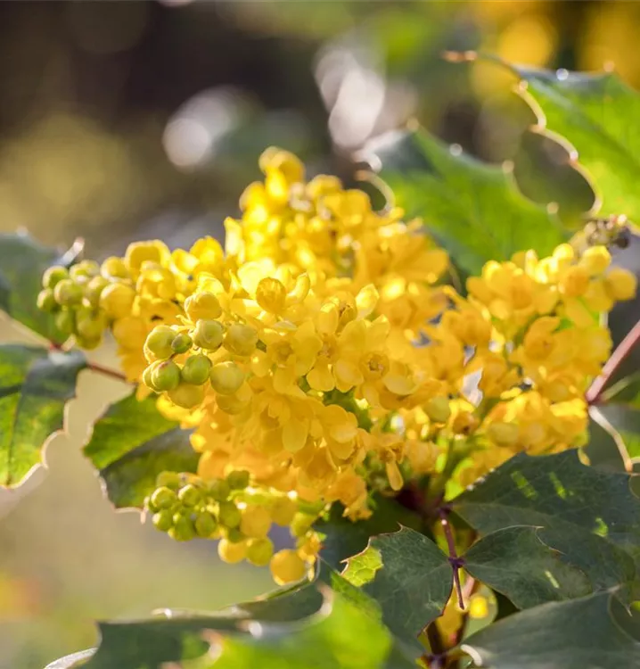 Gemeine Mahonie - Mahonia aquifolium 'Apollo'