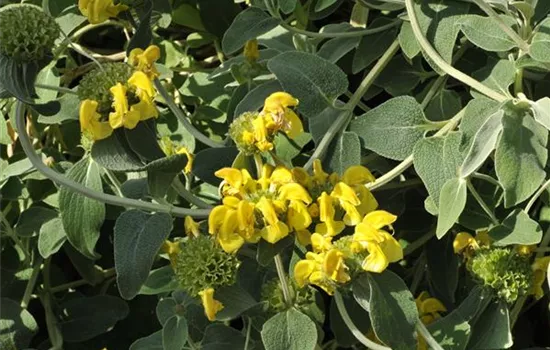 Phlomis fruticosa