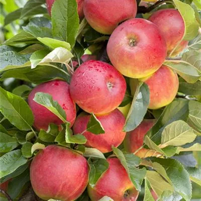 Pyramide wurzelnackt - Apfel 'Rewena'(s) - Malus (Apfel) 'Rewena'