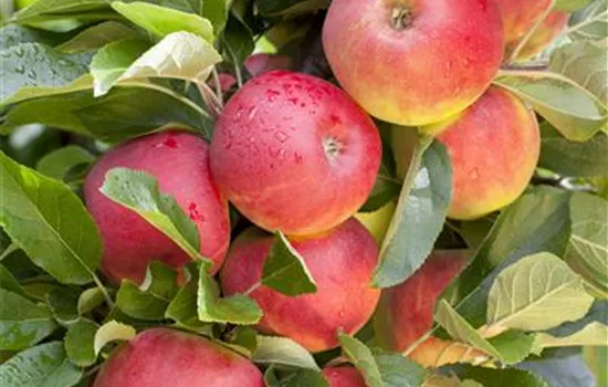 Malus (Apfel) 'Rewena'