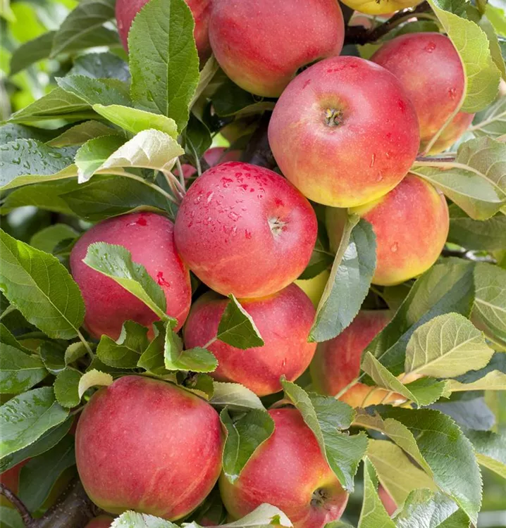 Apfel 'Rewena'(s) - Malus (Apfel) 'Rewena'