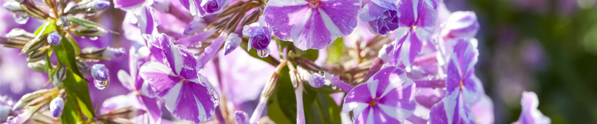 Bodendecker online kaufen | Bauer Baumschulen AG Bodendecker online kaufen | Bauer Baumschulen AG