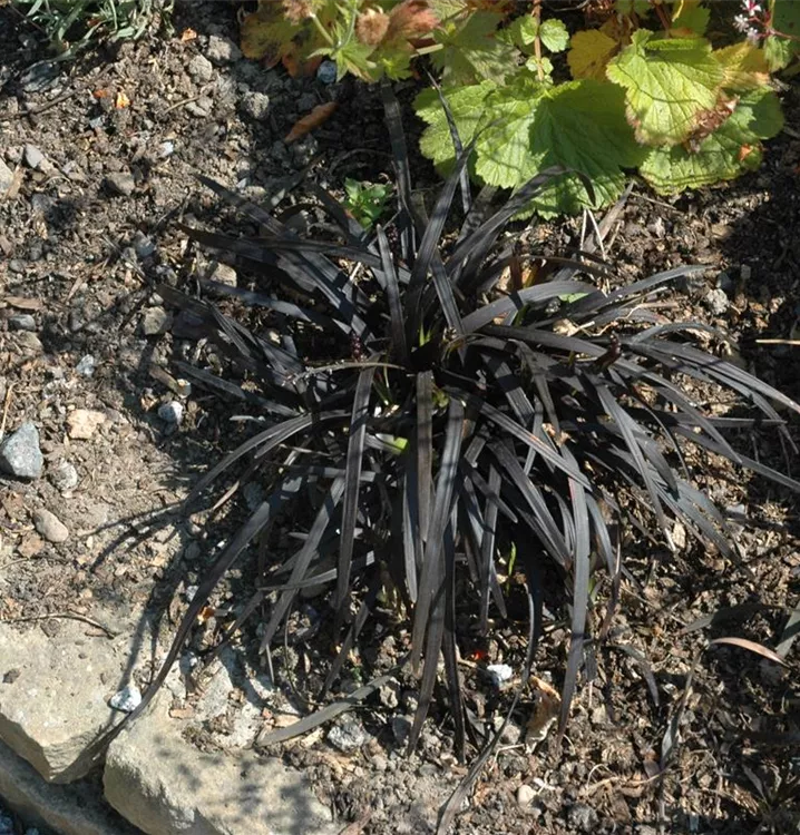 Lilienrasen, Schlangenbart - Ophiopogon planiscapus 'Niger'