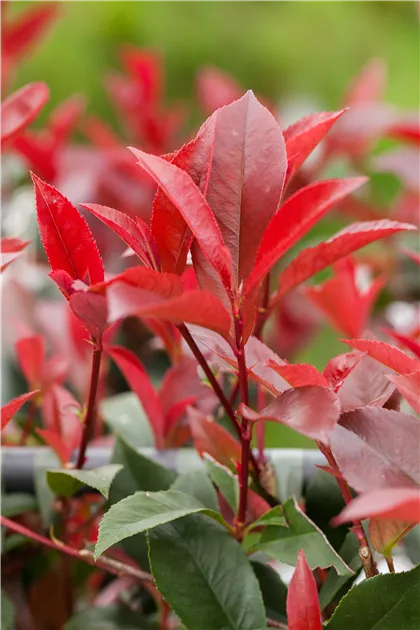 Glanzmispel 'Red Robin' Solitr kaufen, Photinia fraseri 'Red Robin'