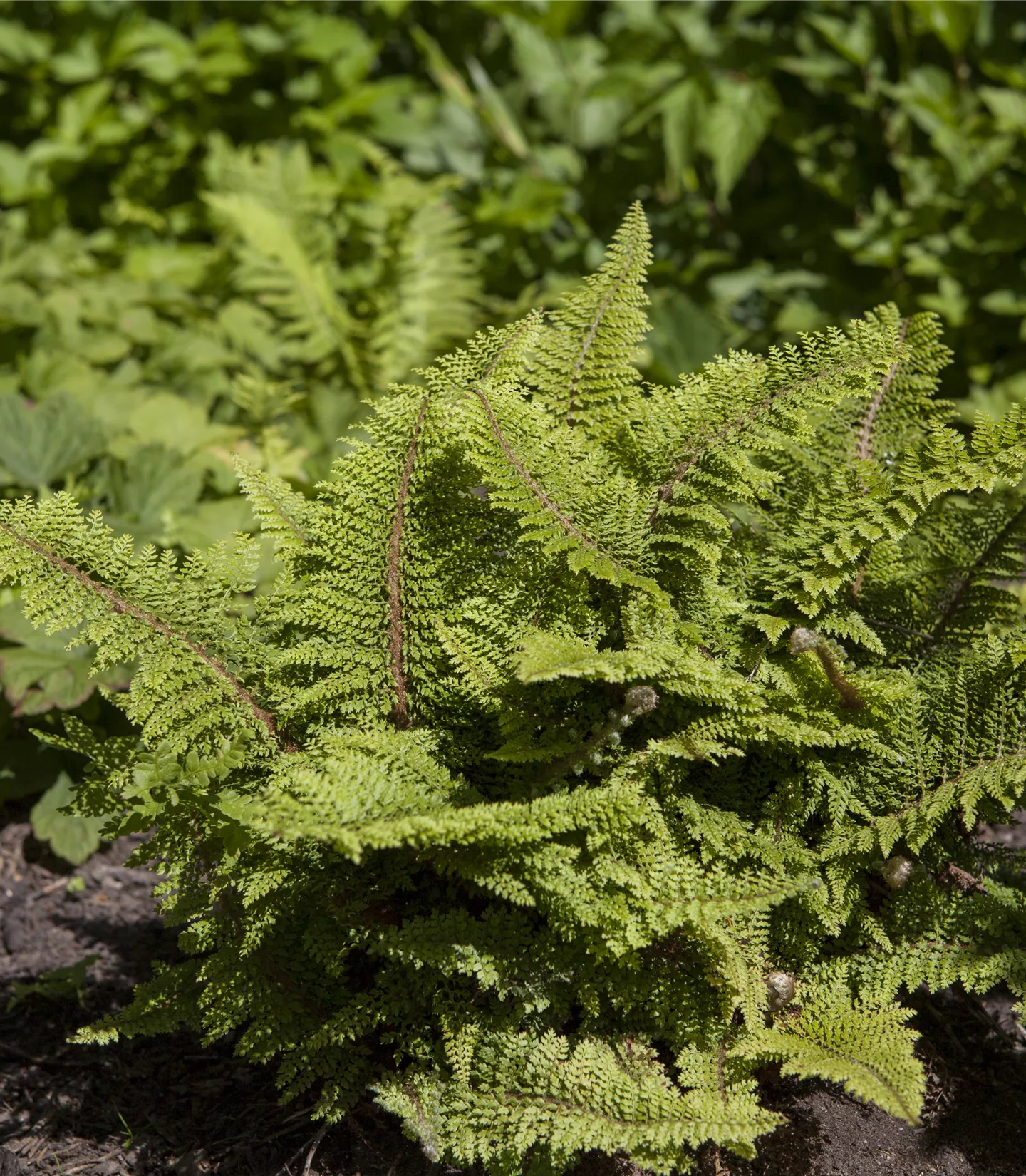 Polystichum setiferum 'Plumoso-densum'