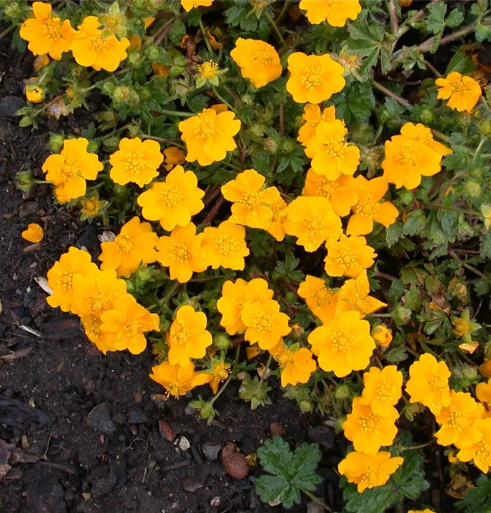 Crantz' Fingerkraut - Potentilla crantzii 'Goldrausch'