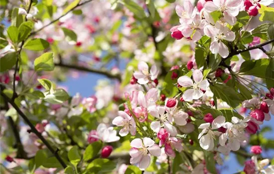 Malus 'Red Sentinel'