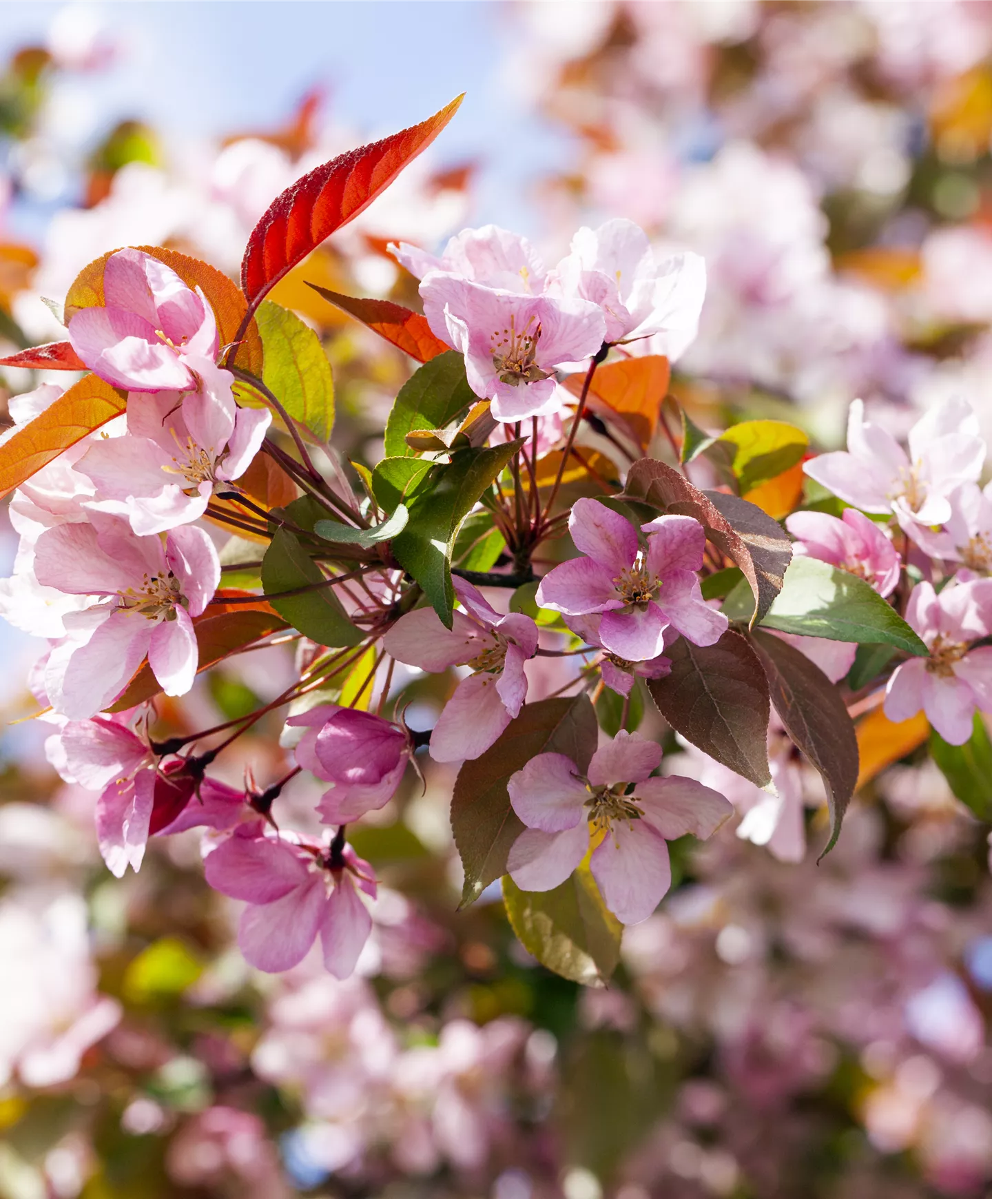 Beeren und Obst Beeren und Obst