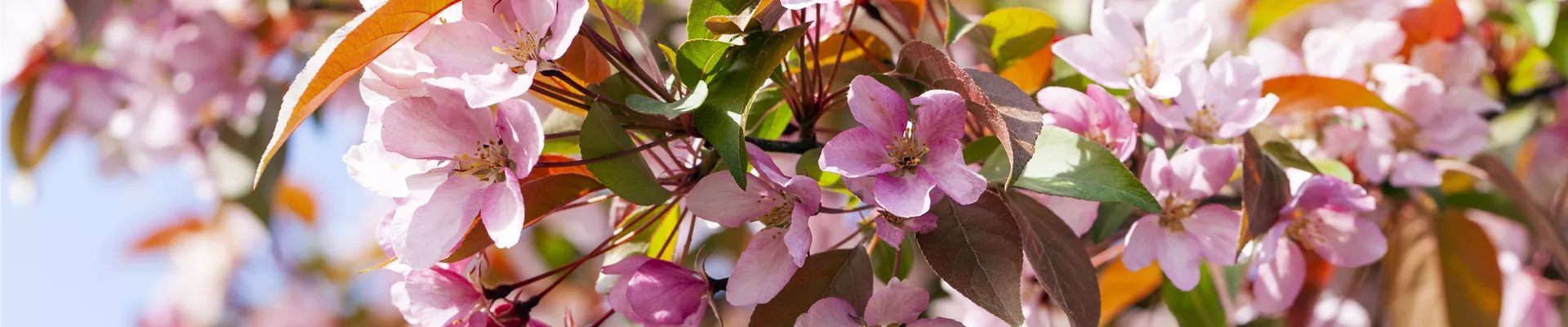 GS587187.jpg GS587187.jpg