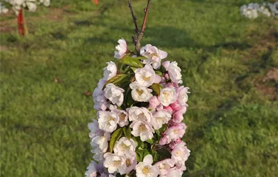 Malus 'Van Eseltine'