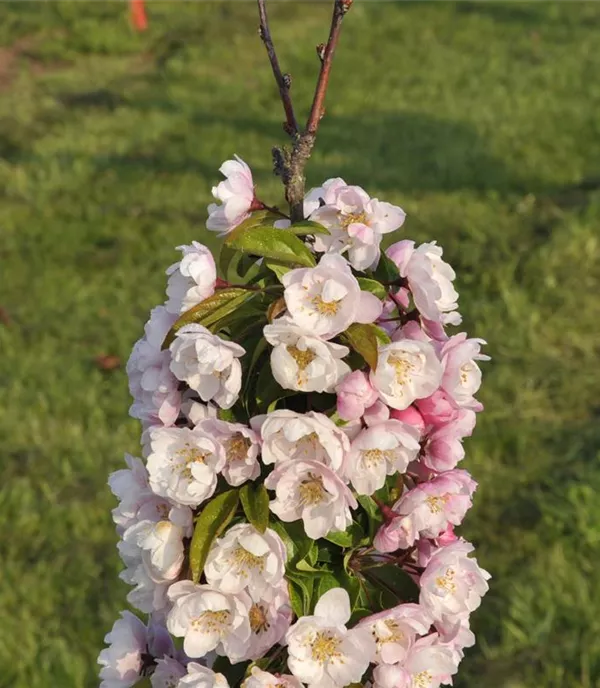 Malus 'Van Eseltine'