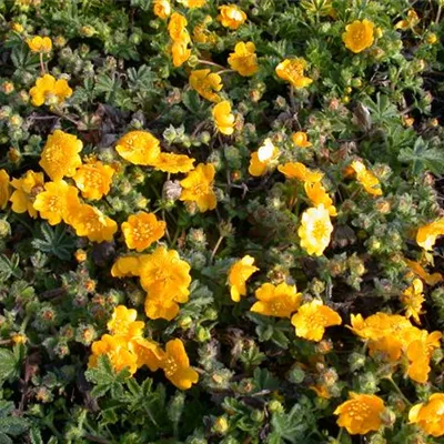 Topfgrösse 0.5 Liter - Frühlings-Fingerkraut - Potentilla neumanniana