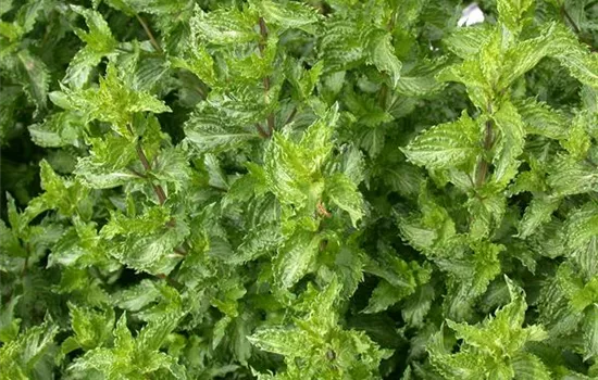 Mentha spicata 'Crispa'