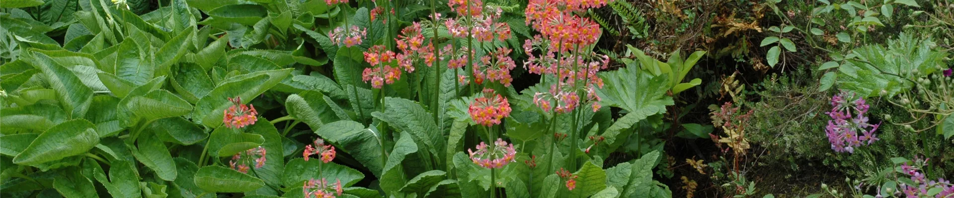 Boutique de plantes Boutique de plantes