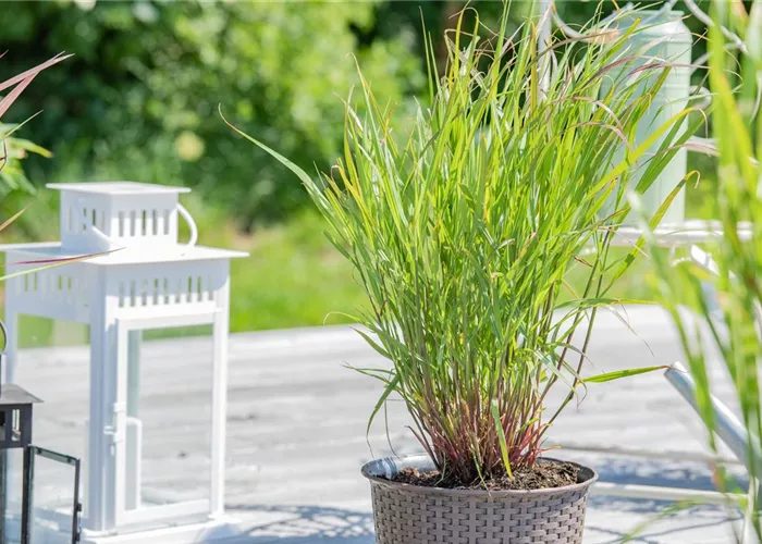 Panicum virgatum 'Rehbraun'