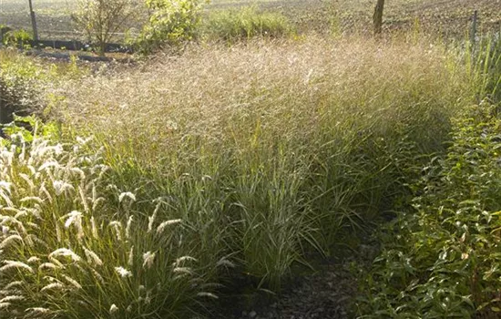 Panicum virgatum 'Shenandoa'