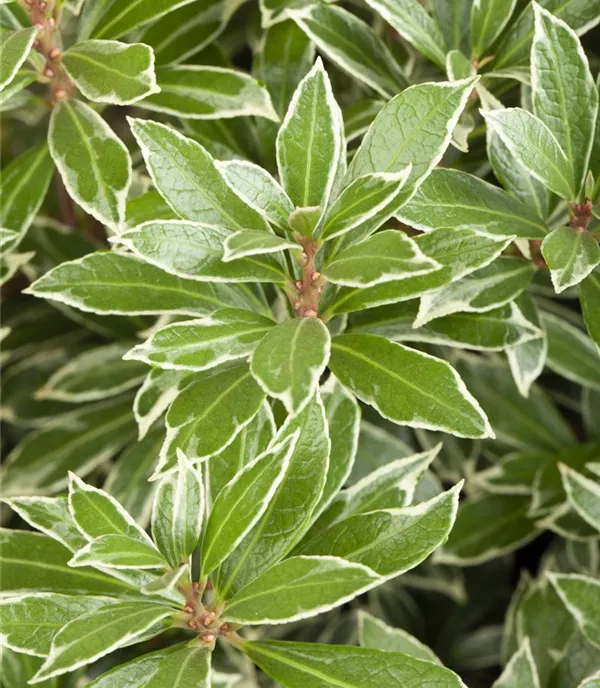 Pieris japonica 'Little Heath'