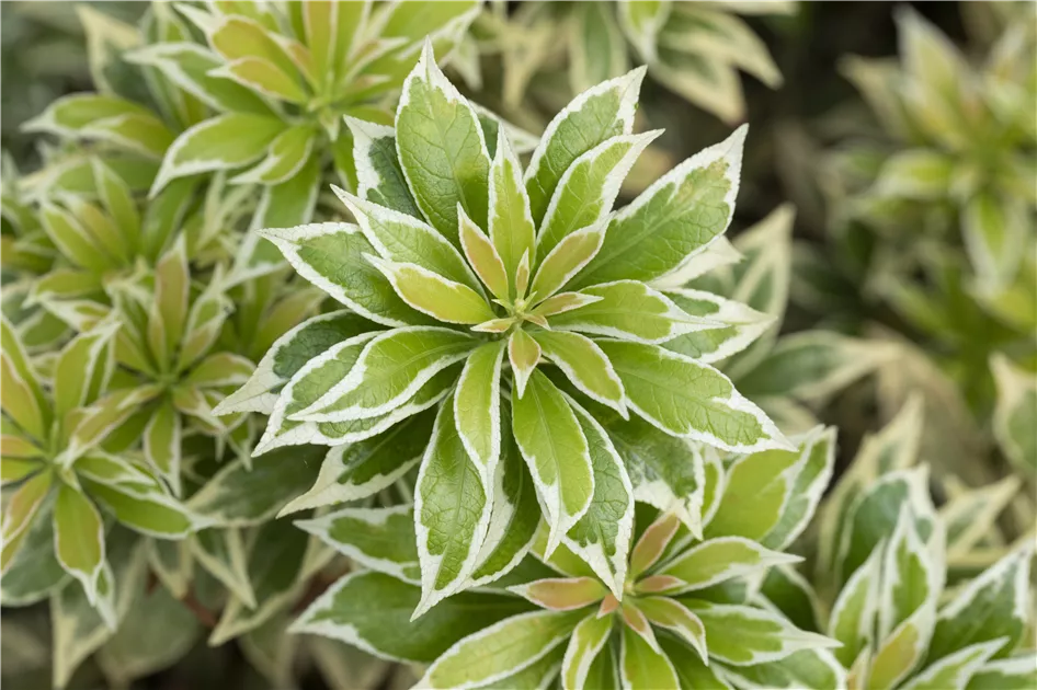 Pieris japonica 'Variegata', Pieris, Lavendelheide