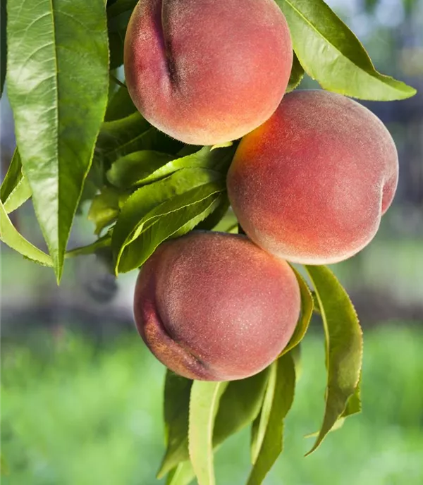 Prunus (Pfirsich) 'Benedicte'
