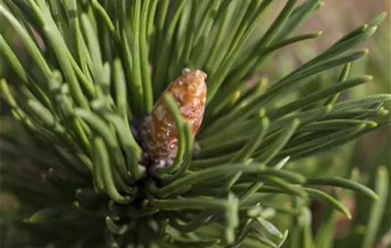 Pinus mugo 'Alpenzwerg'