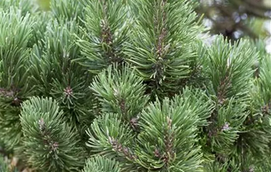 Pinus mugo 'Columbo'