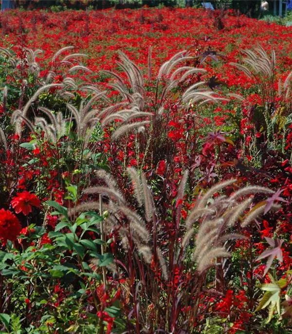 Pennisetum orientale