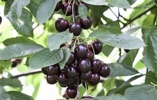 Prunus (Weichsel) 'Schattenmorelle'