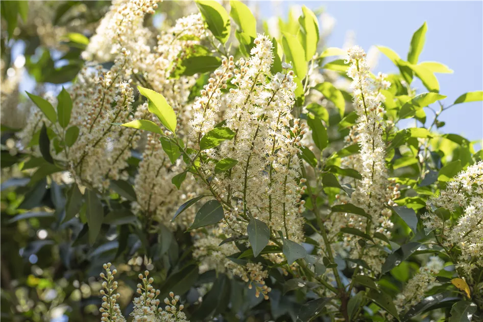 Prunus lusitanica 'Angustifolia', Spalier, Portugiesische Lorbeerkirsche  'Angustifolia' Spalier
