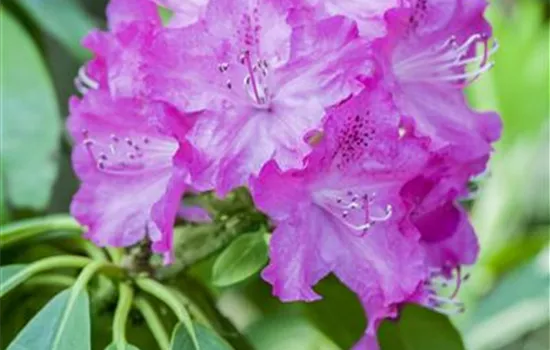 Rhododendron 'P.J. Mezitt'