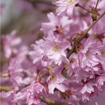 im Container 125 - 150cm - Winterblühende Kirsche - Prunus subhirtella (x) 'Autumnalis'