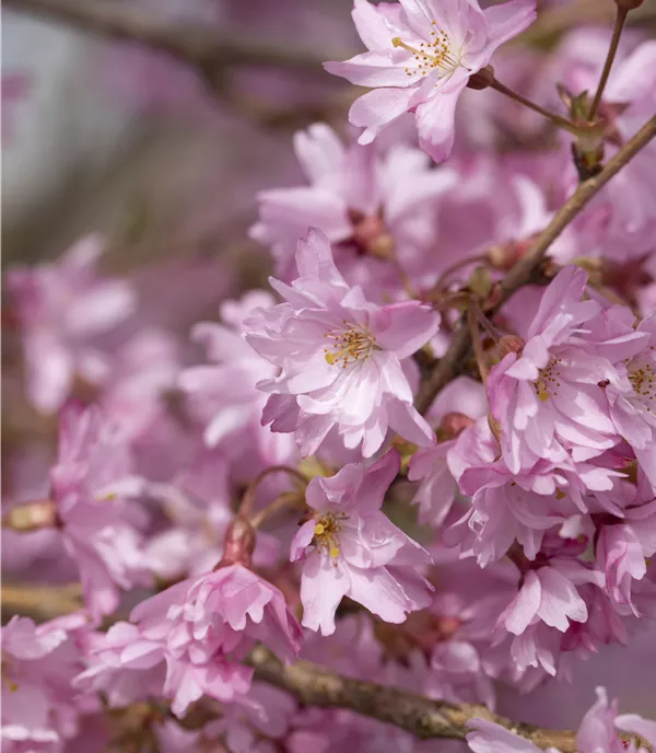 Prunus subhirtella (x) 'Autumnalis'