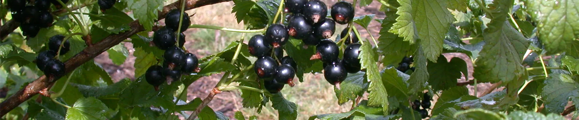 Bodendecker online kaufen | Bauer Baumschulen AG Bodendecker online kaufen | Bauer Baumschulen AG