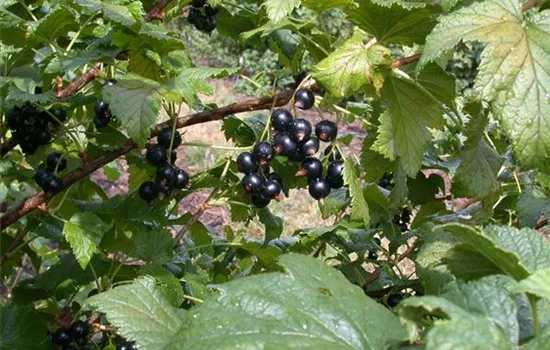 Ribes (Johannisbeere, Cassis) 'Ometa'