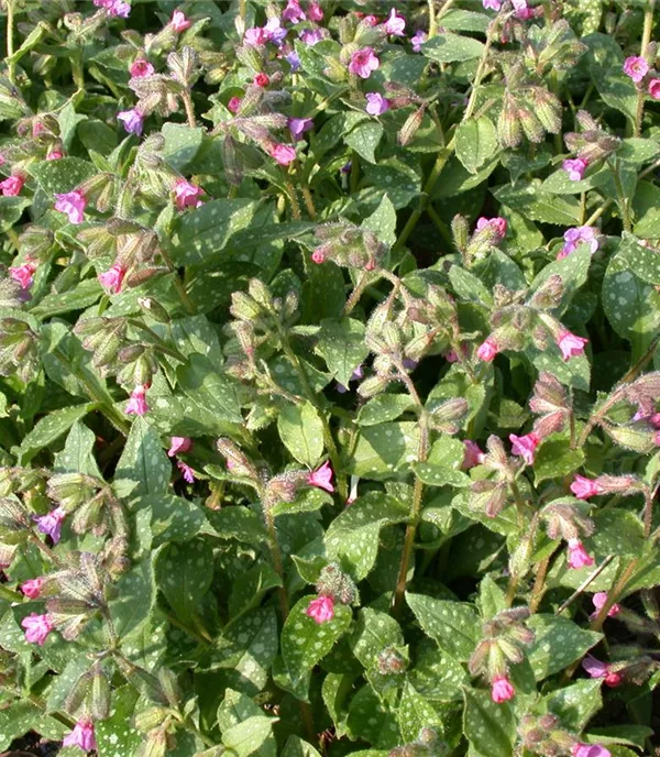 Pulmonaria saccharata 'Mrs Moon'