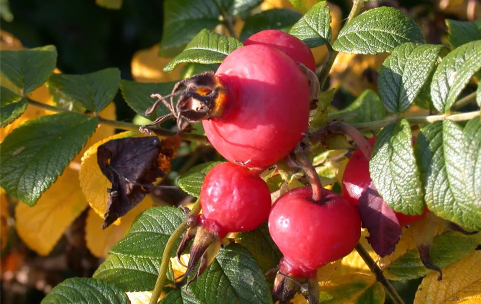 Acheter des roses - Rose sauvage