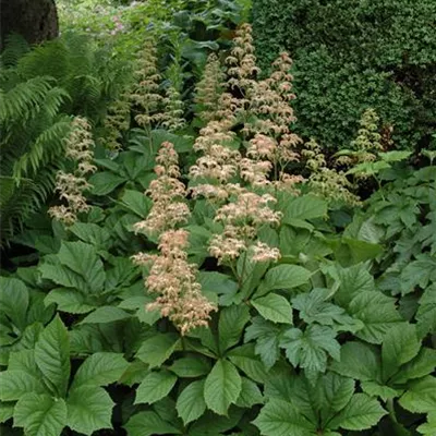 Topfgrösse 1 Liter - Schaublatt - Rodgersia aesculifolia
