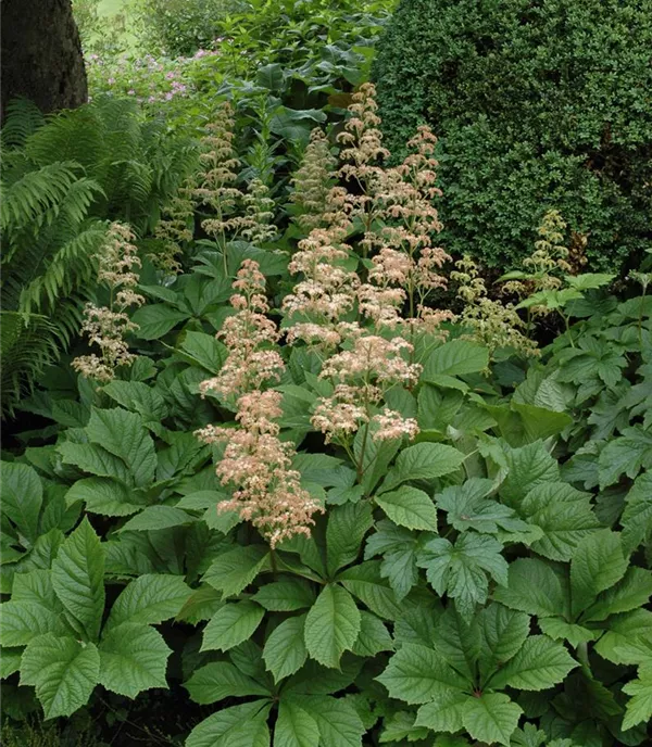Rodgersia aesculifolia