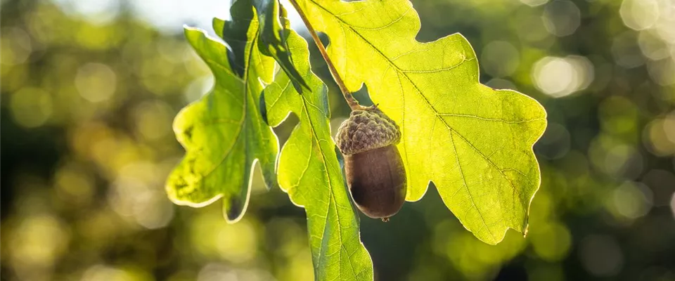 Soyez toujours à jour avec la newsletter de Bauer Baumschulen lorsque vous achetez des arbres à feuilles caduques
