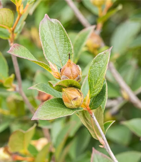 Stewartia pseudocamellia