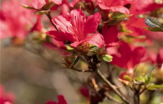 Rhododendron (Japanische Azalee) 'Hino-crimson'