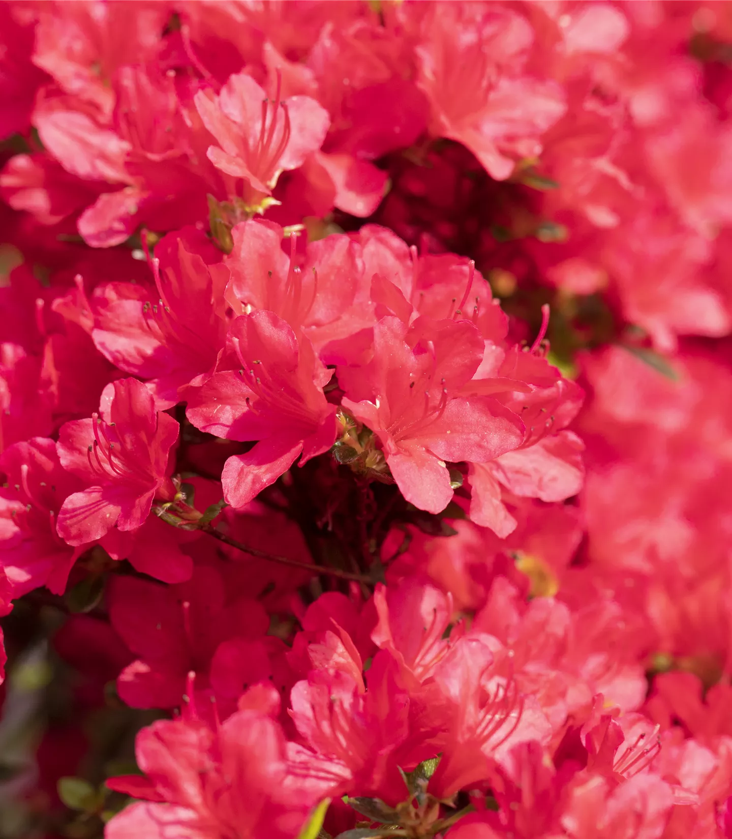 Rhododendren Rhododendren