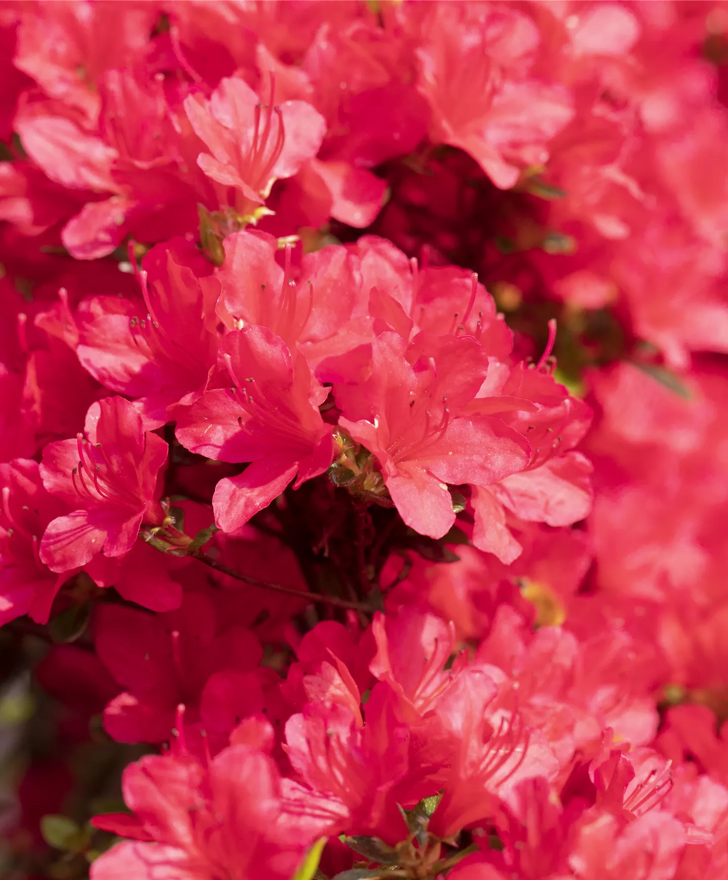 Rhododendren Rhododendren