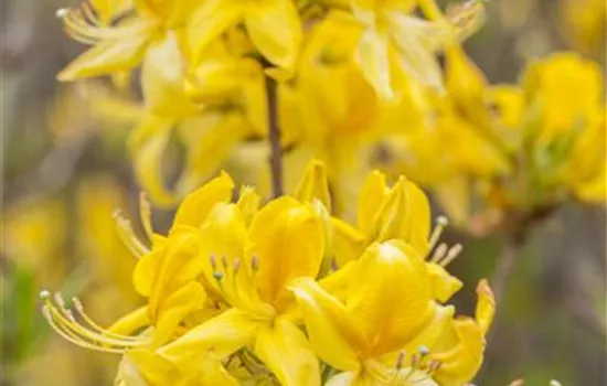 Rhododendron (Knaphill-Azalee) 'Golden Sunset'