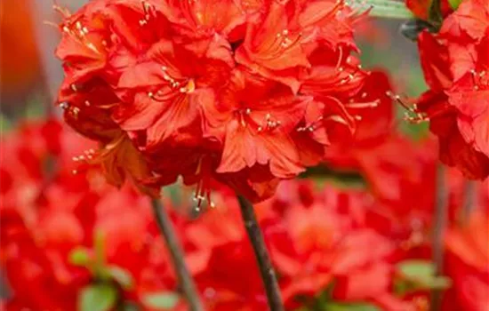 Rhododendron (Mollis Azalee) 'Nabucco'