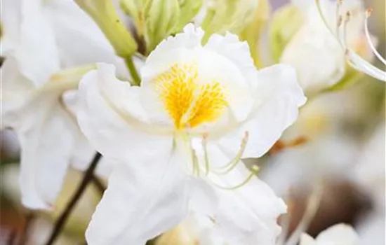 Rhododendron (Mollis Azalee) 'Schneegold'