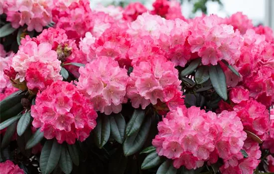 Rhododendron (Yakushimanum) 'Fantastica'
