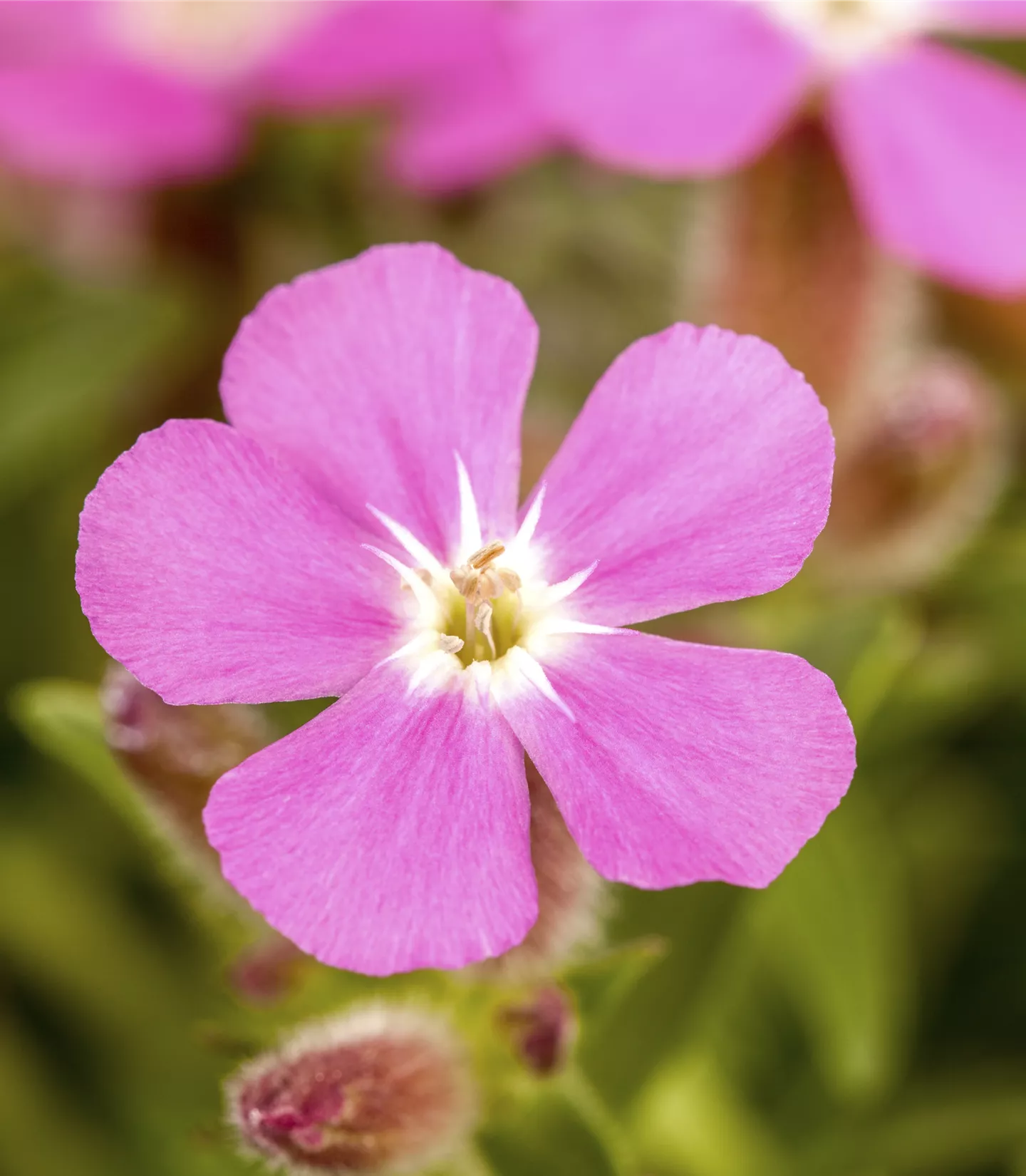 Saponaria ocymoides 'Splendens'