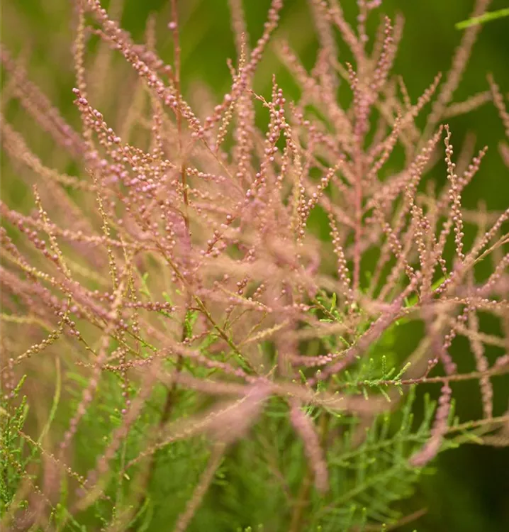 Tamariske - Tamarix ramosissima