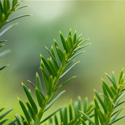 Container 70 - 80 - Eibe - Taxus baccata 'Overeynderi'