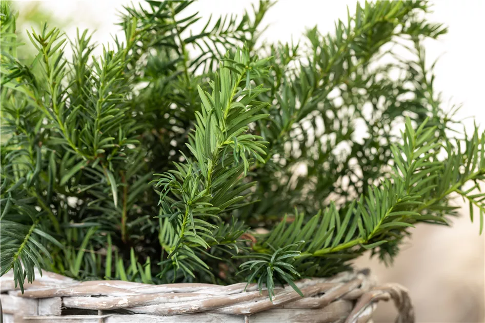 Taxus baccata 'Repandens', Kriecheibe